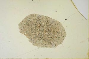 Plane Polarized, S20725