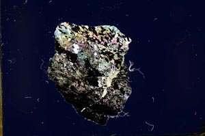 Cross Polarized, S20737/A