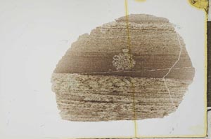 Plane Polarized, S20741