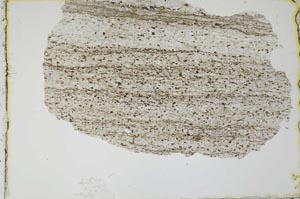 Plane Polarized, S20742