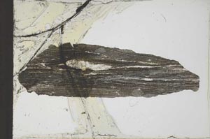Plane Polarized, S20743