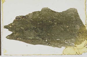 Plane Polarized, S20745