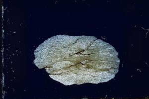 Cross Polarized, S20747