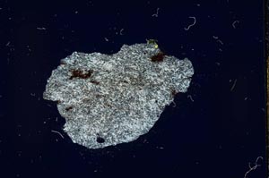 Cross Polarized, S20770