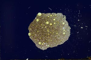 Cross Polarized, S20773