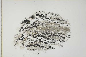 Plane Polarized, S20787