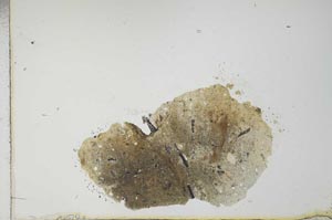 Plane Polarized, S20788