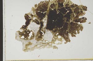 Plane Polarized, S20789