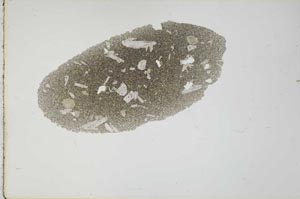 Plane Polarized, S20848