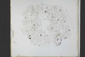 Plane Polarized, S20904
