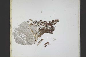 Plane Polarized, S20907