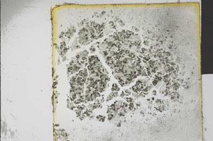 Plane Polarized, S20917