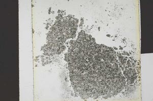 Plane Polarized, S20919
