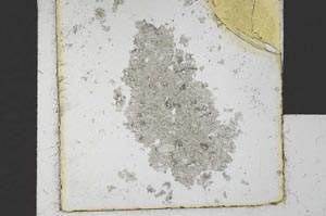 Plane Polarized, S20964