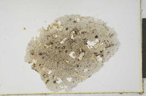 Plane Polarized, S20973