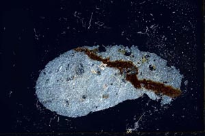 Cross Polarized, S20974