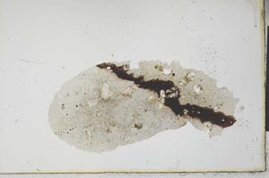 Plane Polarized, S20974