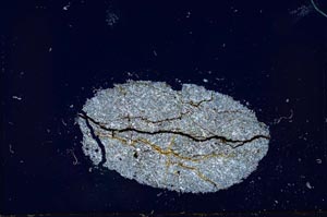 Cross Polarized, S20976