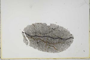 Plane Polarized, S20976