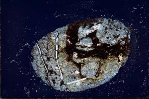 Cross Polarized, S20978