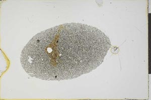 Plane Polarized, S20990