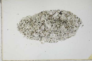 Plane Polarized, S20997