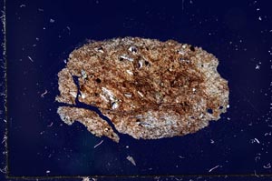 Cross Polarized, S20998