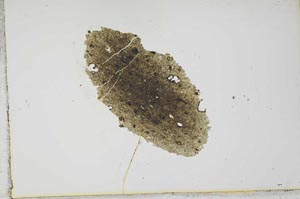 Plane Polarized, S21040