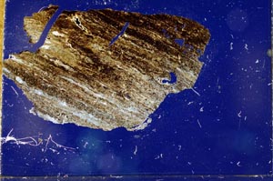 Cross Polarized, S21053