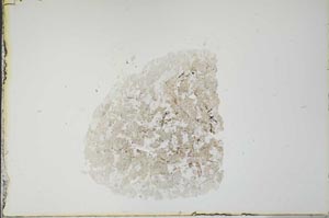 Plane Polarized, S21087