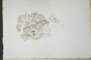 Plane Polarized, S21090