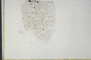 Plane Polarized, S21105