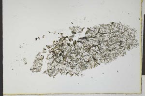 Plane Polarized, S21116