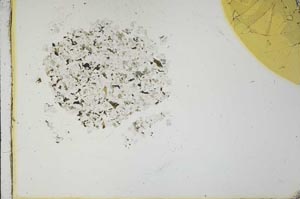 Plane Polarized, S21118