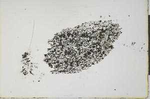 Plane Polarized, S21121