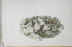 Plane Polarized, S21133