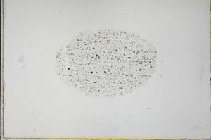 Plane Polarized, S21135
