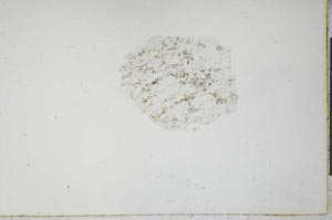 Plane Polarized, S21136