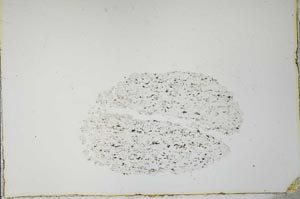 Plane Polarized, S21152
