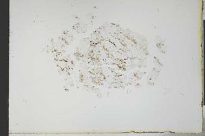 Plane Polarized, S21164