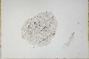 Plane Polarized, S21167