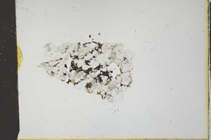 Plane Polarized, S21169