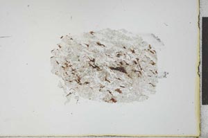 Plane Polarized, S21172