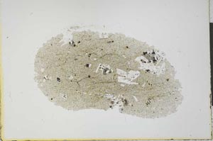 Plane Polarized, S21175
