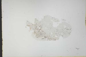 Plane Polarized, S21176