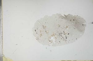 Plane Polarized, S21177