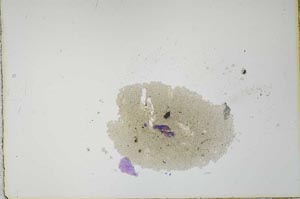 Plane Polarized, S21179