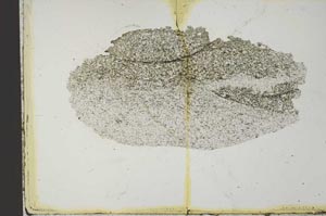 Plane Polarized, S21206