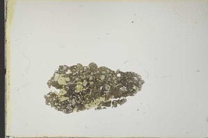 Plane Polarized, S21209