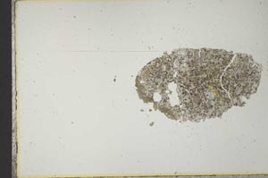 Plane Polarized, S21218